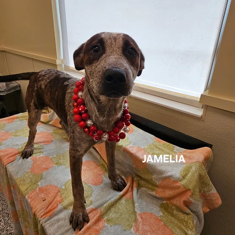 Jameila thumbnail 2