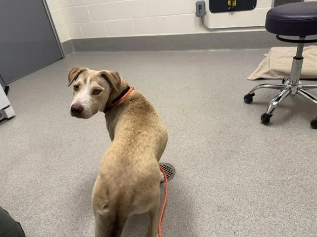 A baby small-sized female Anatolian Shepherd dog named Seraphina for adoption in Auburn, CA