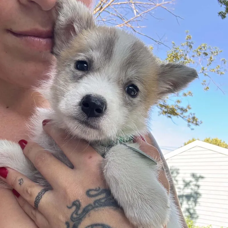 A baby small-sized female Yellow / Tan / Blond / Fawn Mixed Breed dog named Kombucha for adoption in Buffalo, MN