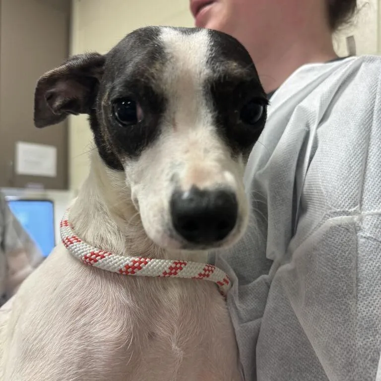 An adult small-sized female Black Mixed Breed dog named Crisco for adoption in Asheville, NC