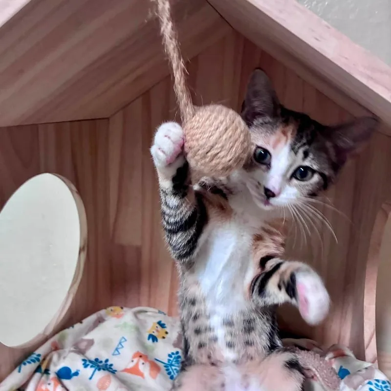 A baby small-sized female Calico Domestic Short Hair cat named Tamarack for adoption in Richland, MI