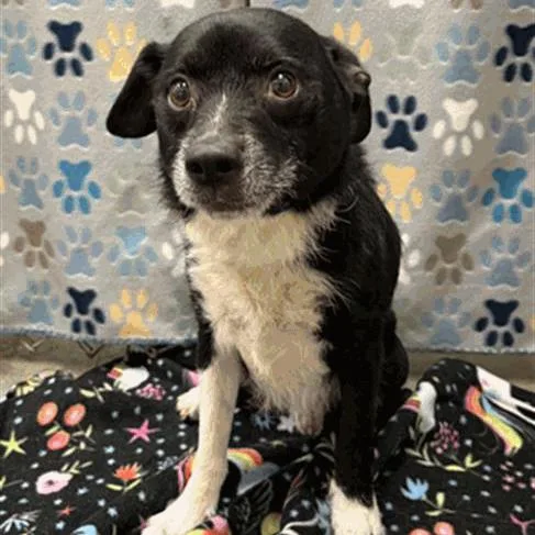 An adult small-sized male Brown / Chocolate Chihuahua dog named Tj for adoption in Houston, TX
