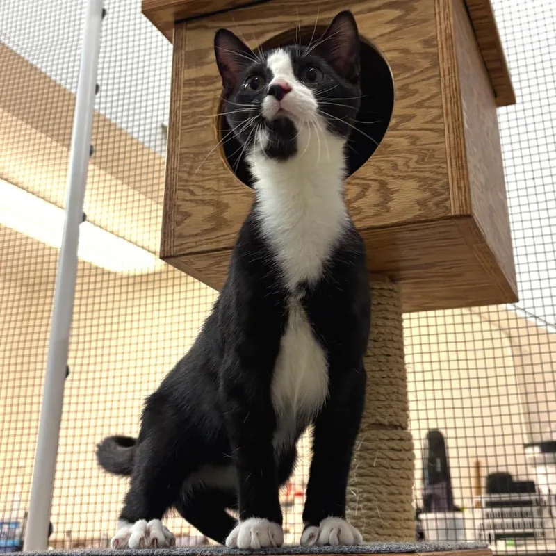 A young medium-sized male Black Domestic Short Hair cat named Sylvester for adoption in Morgan Hill, CA