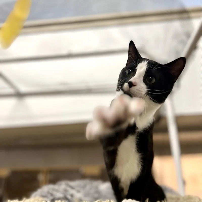 Sylvester thumbnail 3