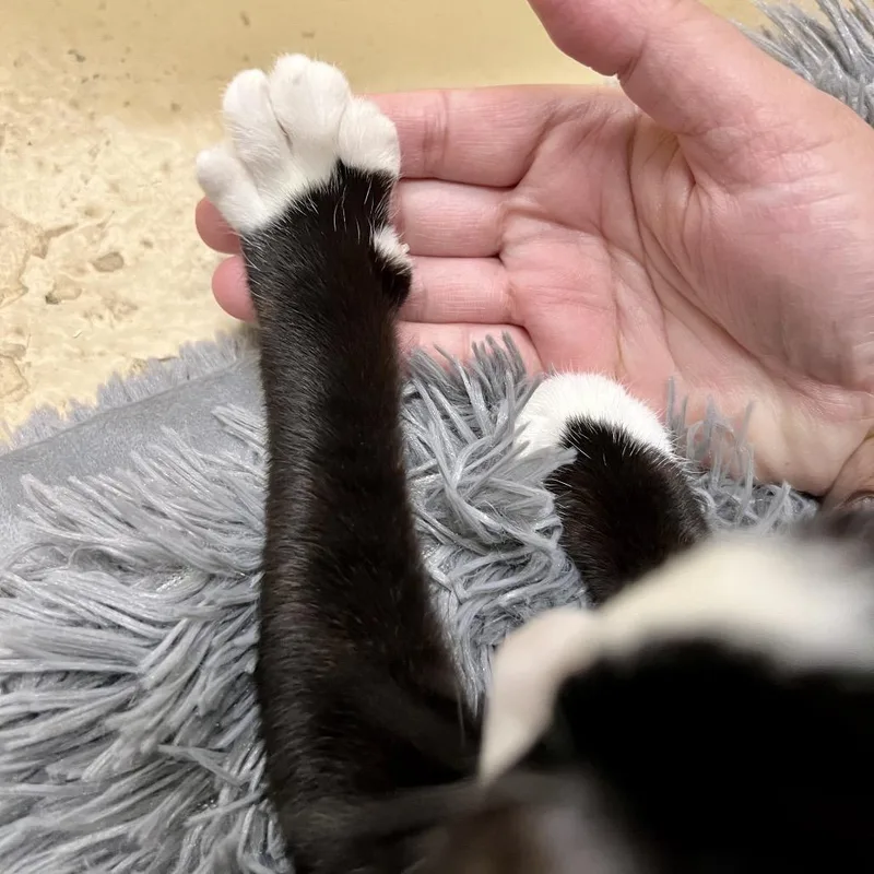 Sylvester thumbnail 6