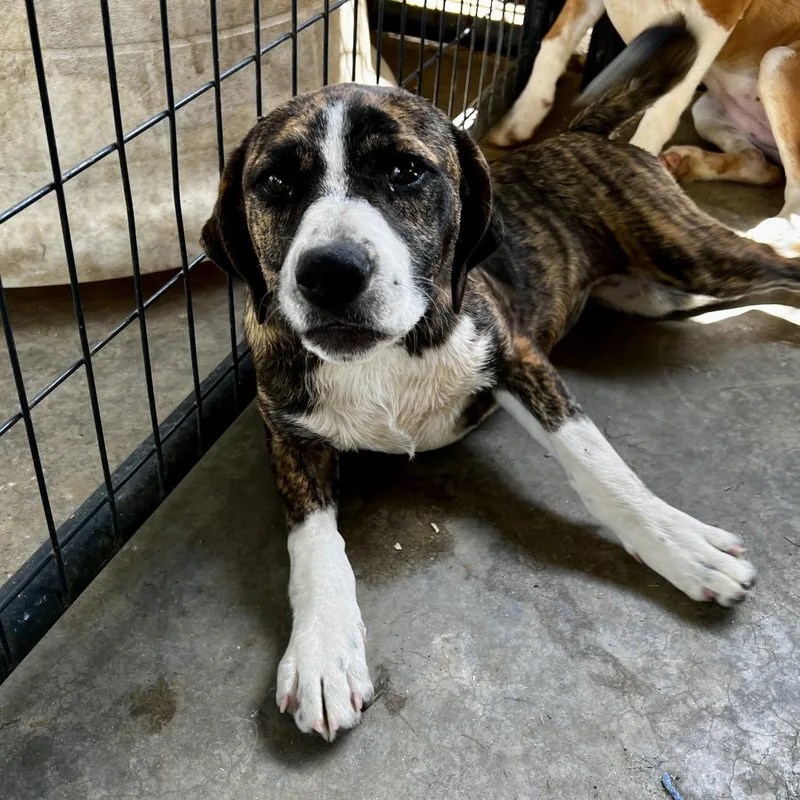A baby small-sized female Brindle American Bulldog dog named Annie for adoption in Birmingham, AL