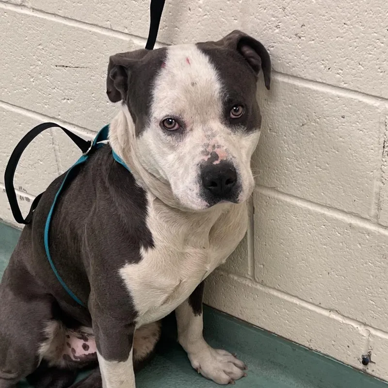 An adult large-sized male Gray / Blue / Silver Mixed Breed dog named Willie for adoption in Memphis, TN