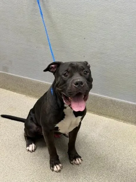 An adult medium-sized male Pit Bull Terrier dog named Onyx for adoption in Las Vegas, NV
