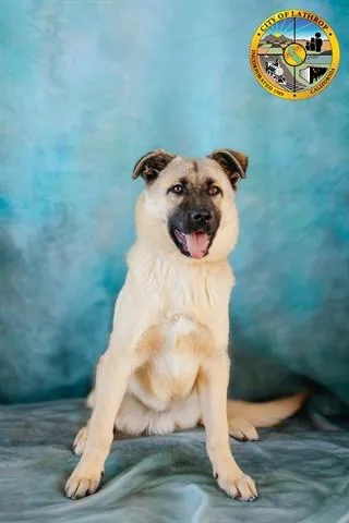 A young small-sized male German Shepherd Dog dog named Teddy for adoption in Lathrop, CA