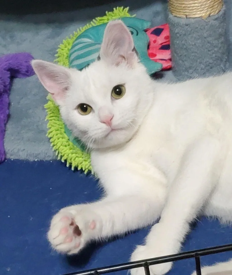 Clarabelle thumbnail 2