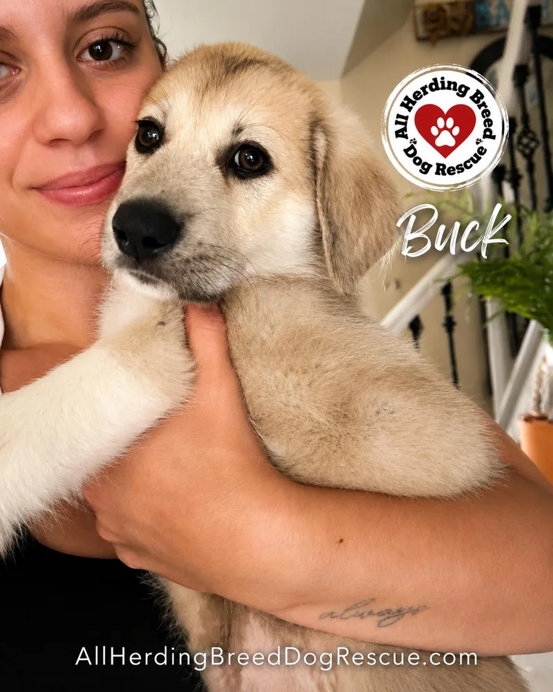 A baby medium-sized male Yellow / Tan / Blond / Fawn Great Pyrenees dog named Buck for adoption in Joliet, IL