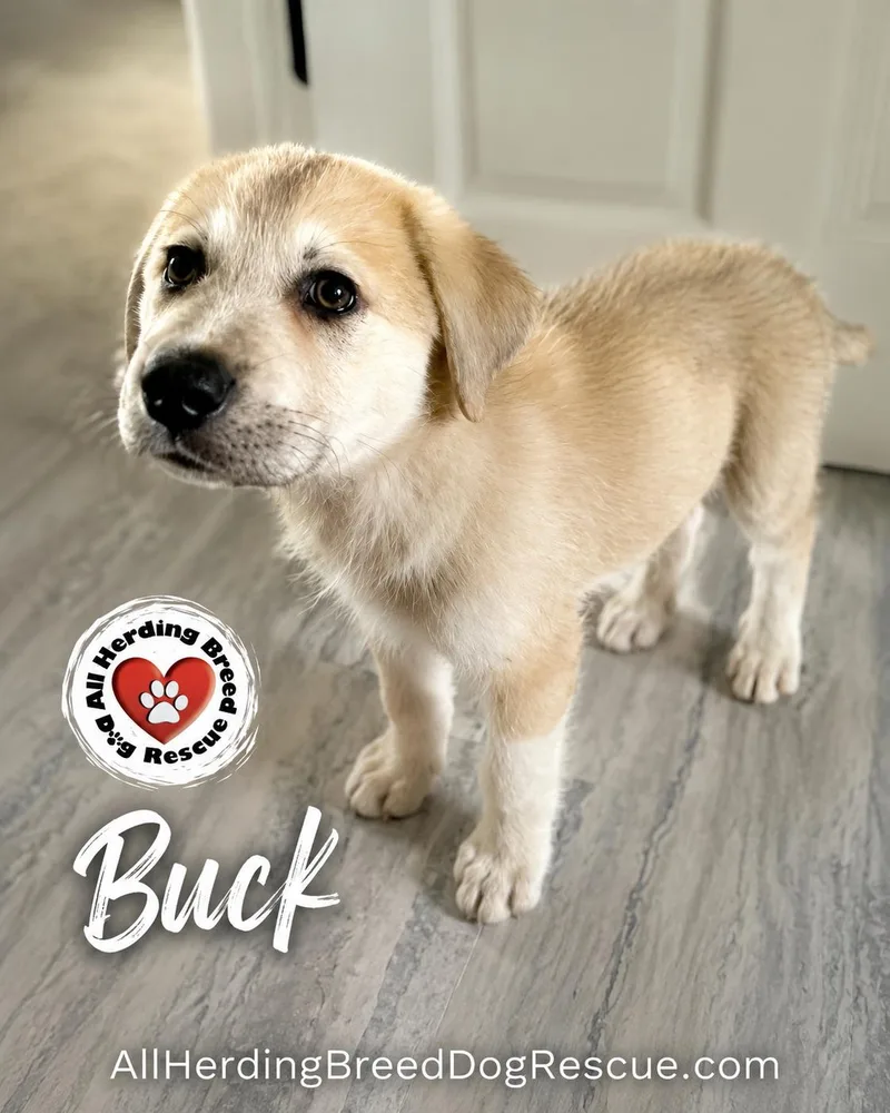 Buck thumbnail 2