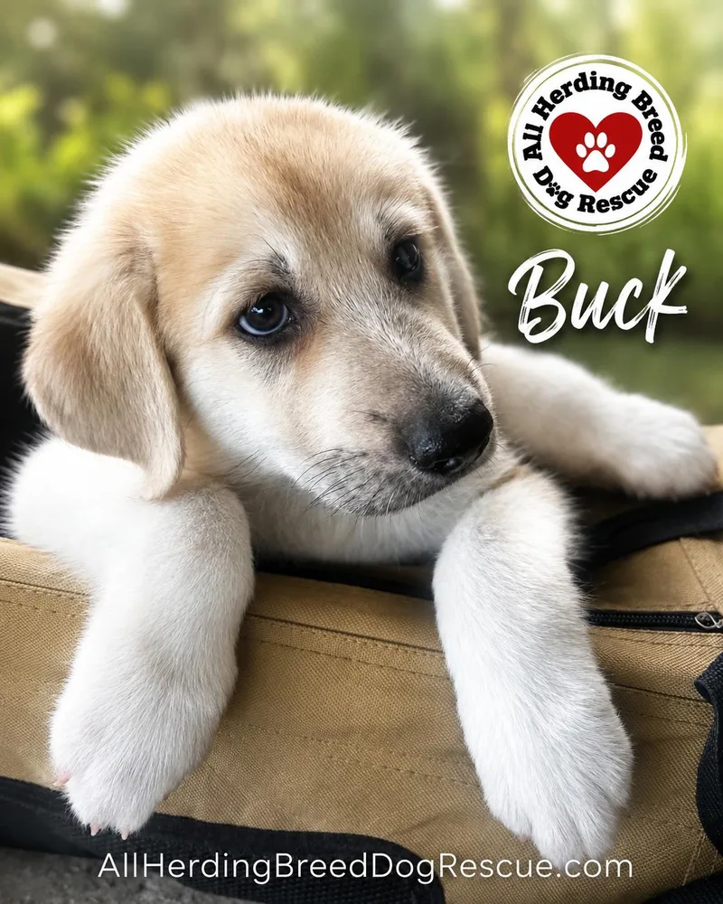 Buck thumbnail 3