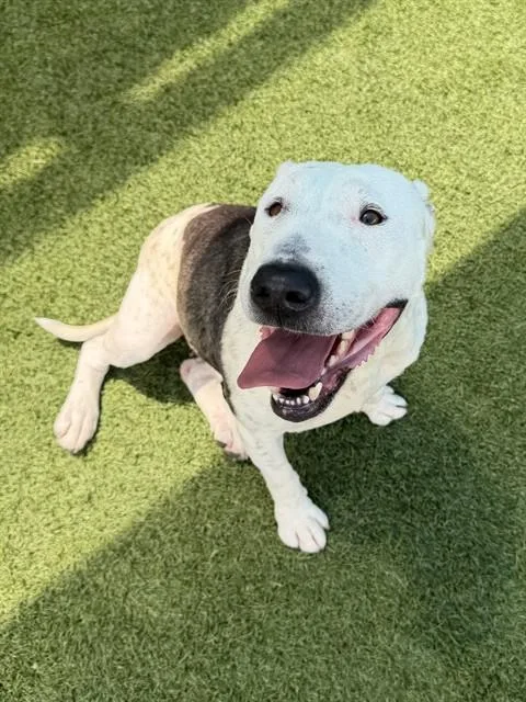 An adult medium-sized female Mixed Breed dog named Marshmallow for adoption in Dallas, TX