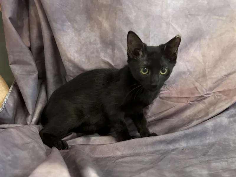 A baby medium-sized female Domestic Short Hair cat named Andi for adoption in Springfield, GA