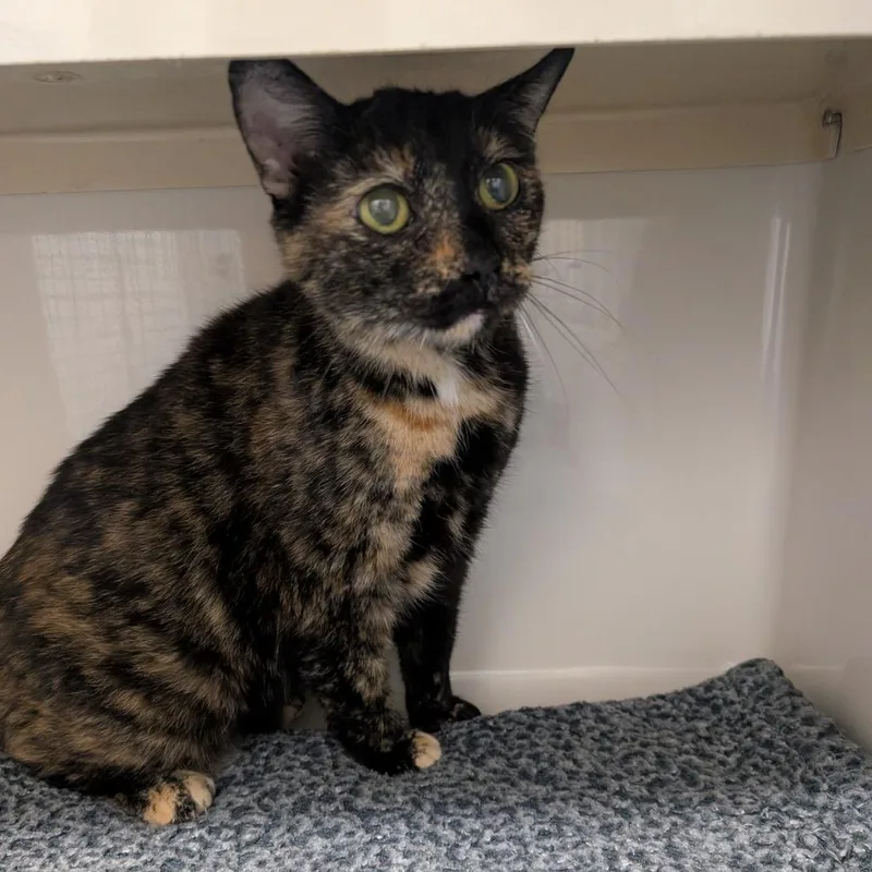 An adult large-sized female Black Domestic Short Hair cat named Mary Jane for adoption in Watertown, NY