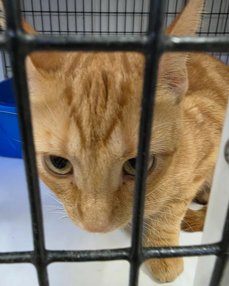 A young medium-sized female Domestic Short Hair cat named Parsnip for adoption in Ewing, NJ