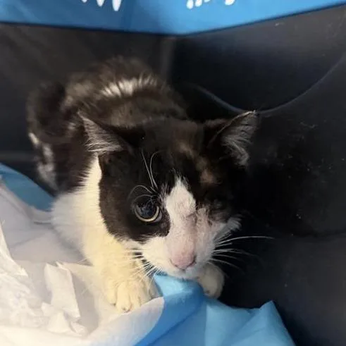 A baby medium-sized female Black Domestic Short Hair cat named Davy Jones for adoption in New York, NY