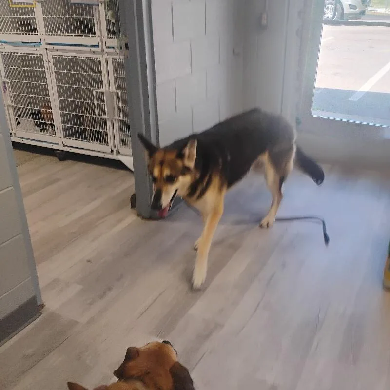 An adult large-sized female German Shepherd Dog dog named Skye for adoption in Paris , TN
