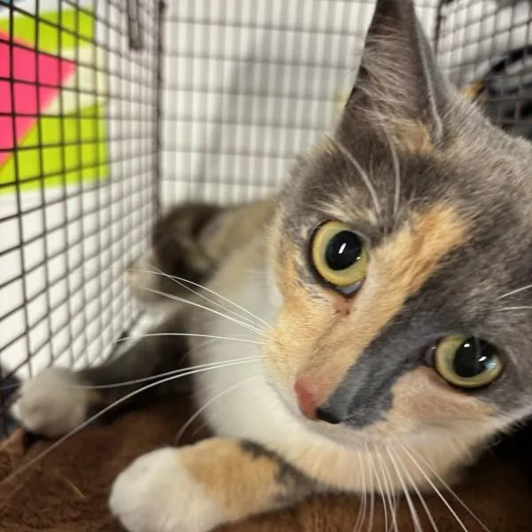 An adult small-sized female Domestic Short Hair cat named Comet for adoption in Des Moines, IA