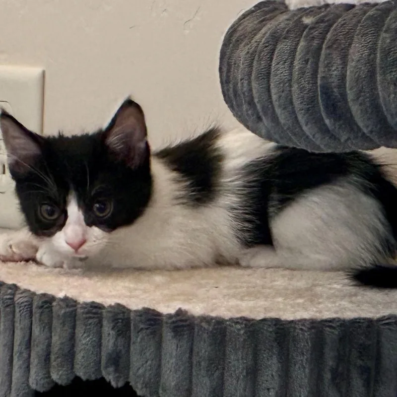 A baby small-sized male Black Domestic Medium Hair cat named Moe for adoption in Wickenburg, AZ
