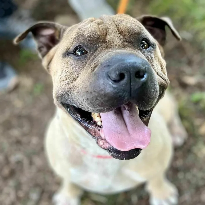 A senior medium-sized male Yellow / Tan / Blond / Fawn Shar-Pei dog named Ace Of Base for adoption in Wichita, KS