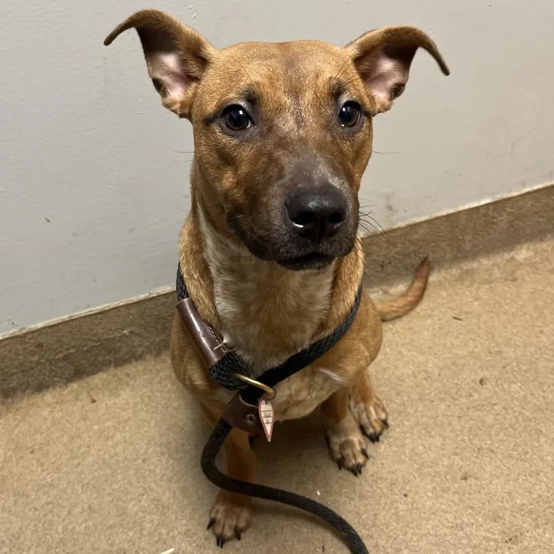 An adult medium-sized female Yellow / Tan / Blond / Fawn Mixed Breed dog named Brownie for adoption in Chattanooga, TN