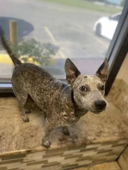 An adult medium-sized female Cattle Dog dog named Ivy for adoption in Picayune, MS