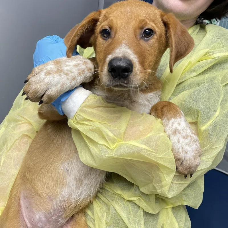 A baby small-sized male Yellow / Tan / Blond / Fawn Cattle Dog dog named Biology Professor for adoption in Hattiesburg, MS