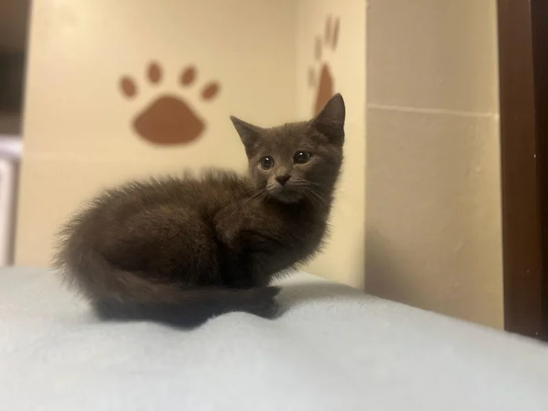 A baby small-sized male Domestic Short Hair cat named Howdy for adoption in Lovingston, VA