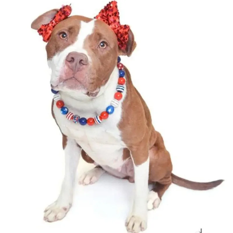 An adult medium-sized female American Staffordshire Terrier dog named Joy for adoption in Baltimore, MD