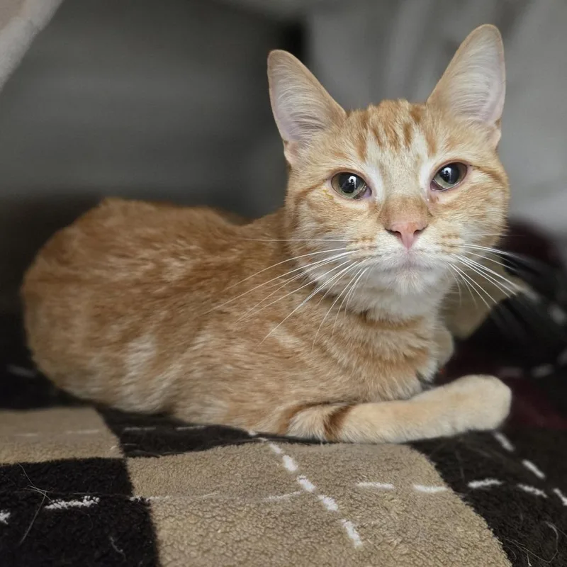 An adult medium-sized female Orange / Red Domestic Short Hair cat named Daisy for adoption in Pittsburgh, PA