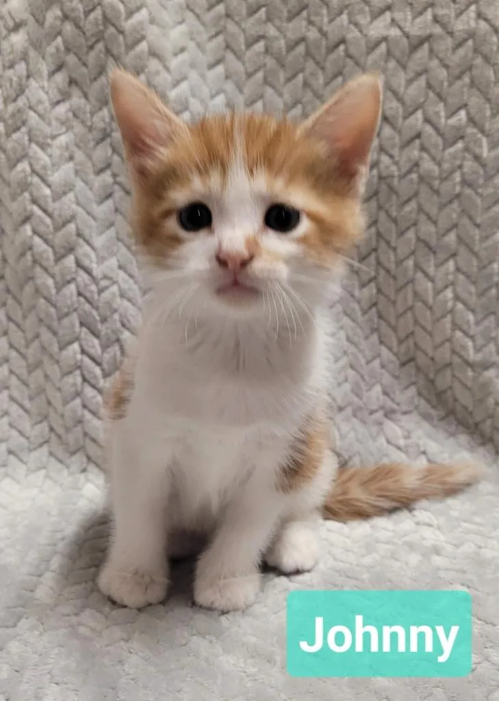 A baby small-sized male Domestic Short Hair cat named Johnny for adoption in Richmond, IN