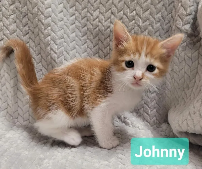 Johnny thumbnail 2