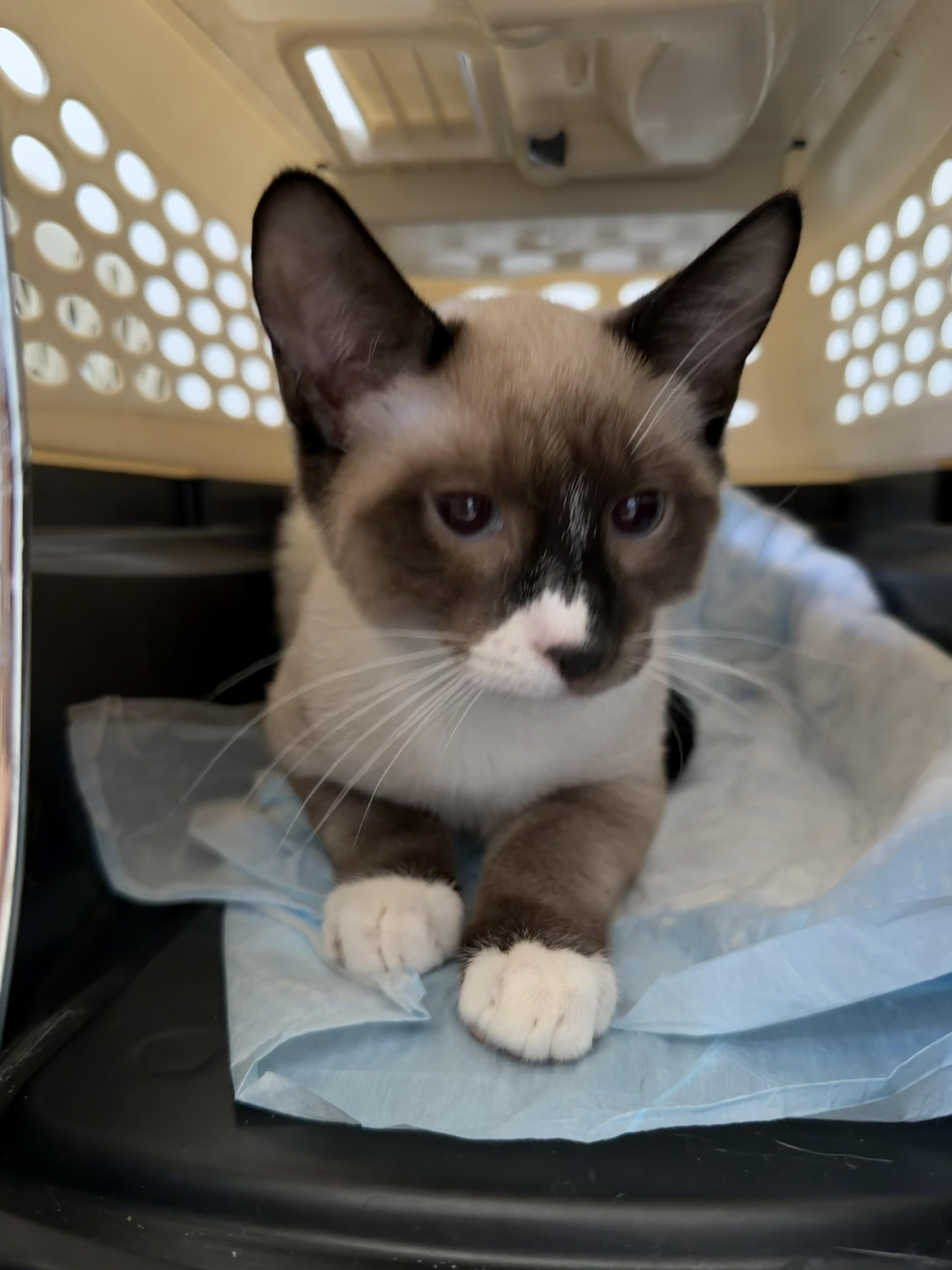 A baby small-sized male Cream Point Siamese cat named Orion for adoption in Syosset, NY