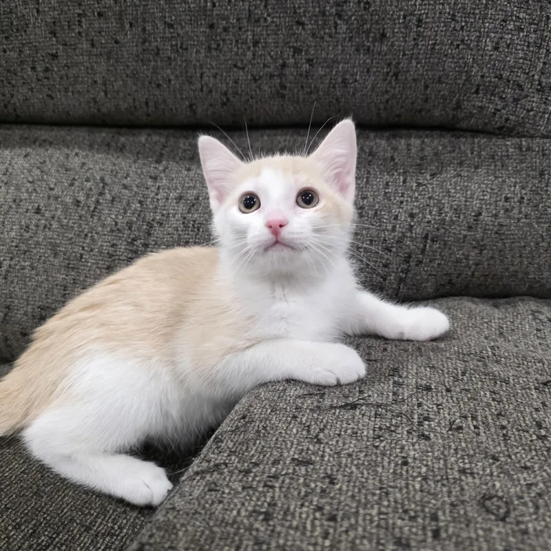 A baby medium-sized male Orange & White Domestic Short Hair cat named Cove for adoption in Moriches, NY