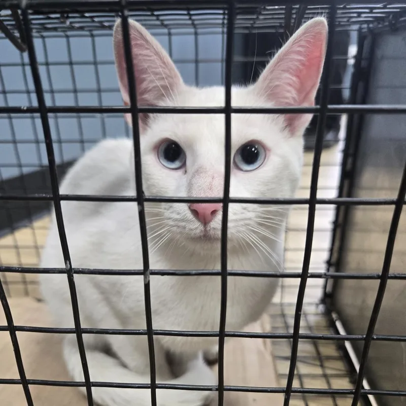 A young medium-sized male White Domestic Short Hair cat named Ocean for adoption in Newark, NJ
