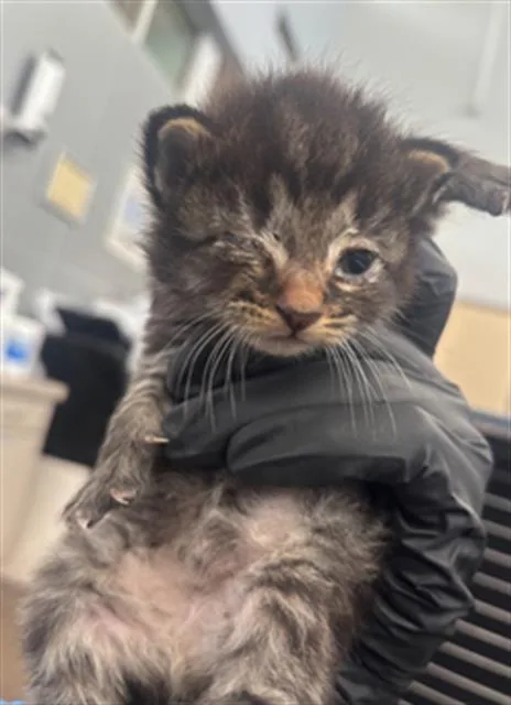 A baby medium-sized male Domestic Short Hair cat named Hunter for adoption in Dallas, TX