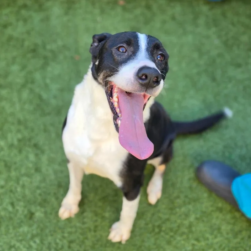 An adult medium-sized male Black Border Collie dog named Dobby for adoption in Greensboro, NC