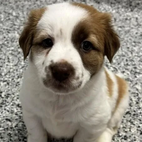 Beignet