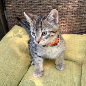 A baby small-sized male Brown / Chocolate Domestic Short Hair cat named Carrot for adoption in Rochester, MN
