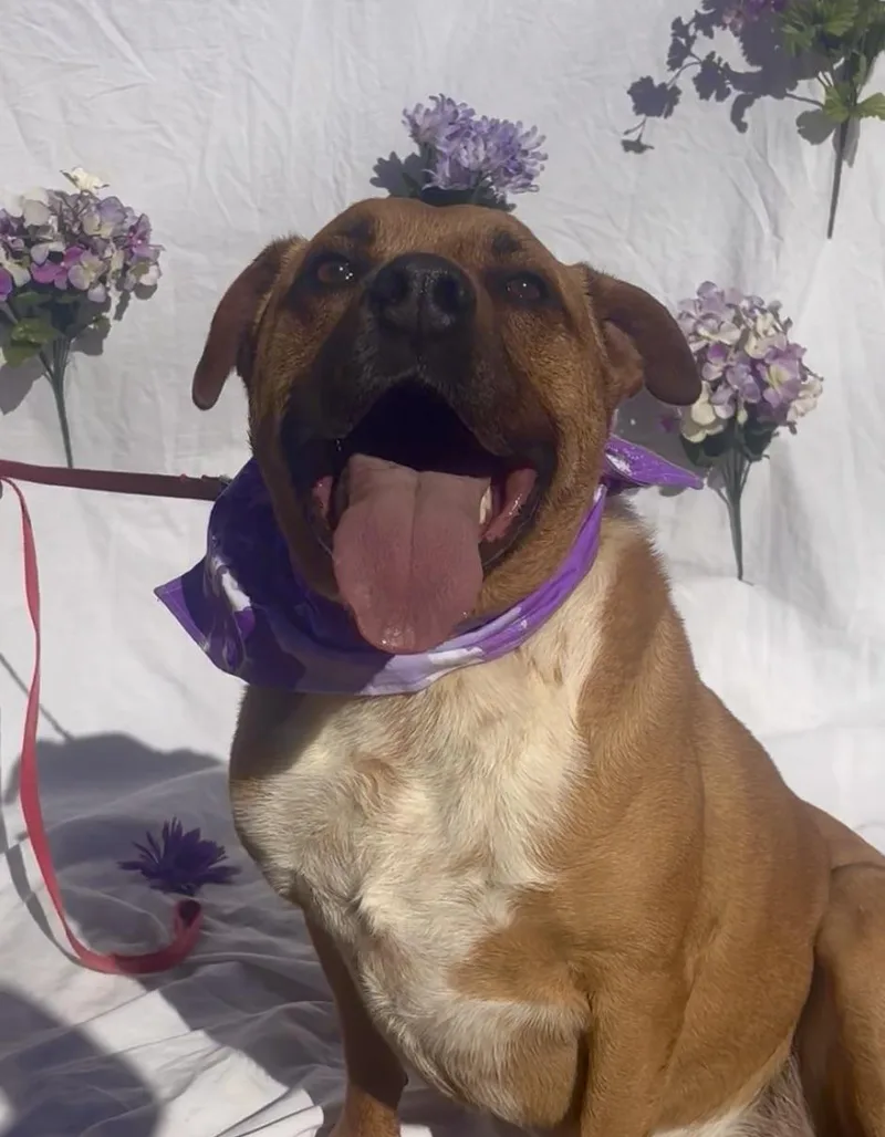 An adult large-sized male Brown / Chocolate Australian Cattle Dog / Blue Heeler dog named Clancy for adoption in Payson, AZ