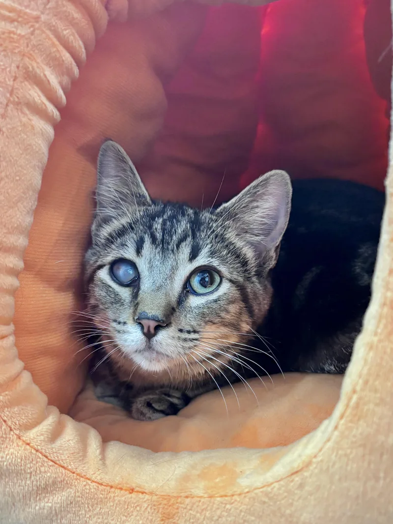 A baby small-sized male American Shorthair cat named Tiny for adoption in Woodlawn, TN