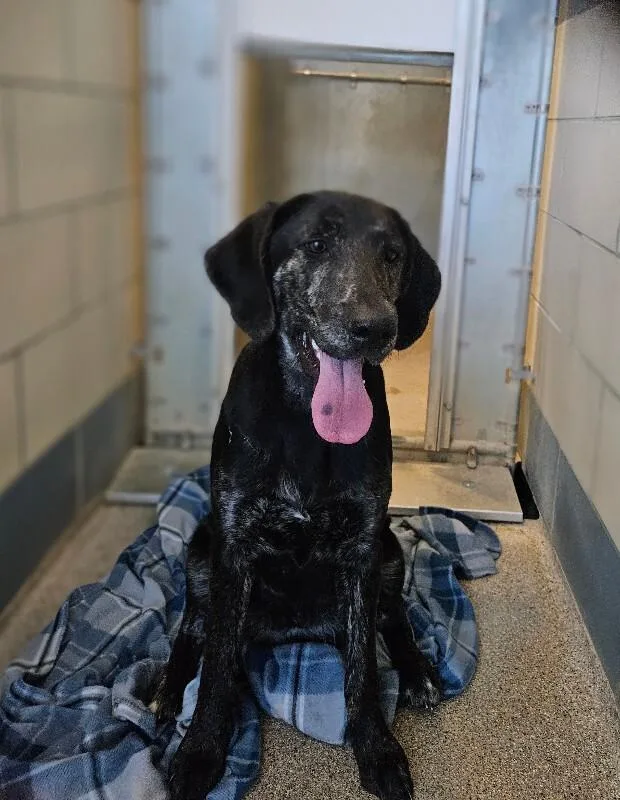 A young large-sized female Black Labrador Retriever dog named Marigold for adoption in Disputanta, VA
