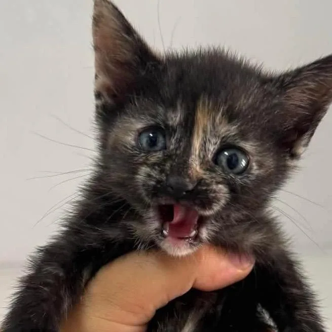 A baby small-sized female Tortoiseshell Domestic Long Hair cat named Mocha for adoption in San Diego, CA