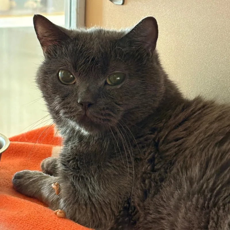 An adult medium-sized male Gray / Blue / Silver Domestic Short Hair cat named Thomason FKA Thom for adoption in Leander, TX