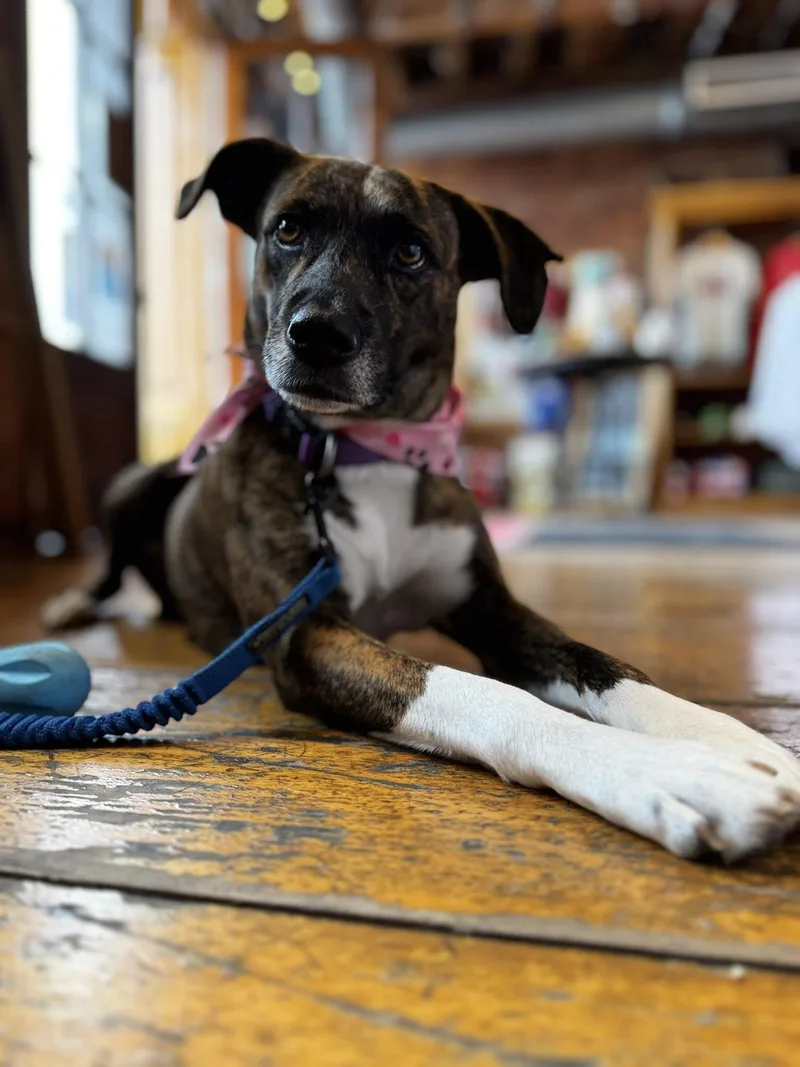 An adult medium-sized female Plott Hound dog named Galaxy for adoption in Portland, ME