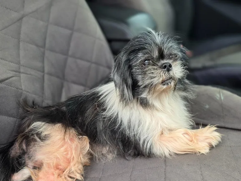 A senior small-sized female Shih Tzu dog named Ravens for adoption in Rockport, TX
