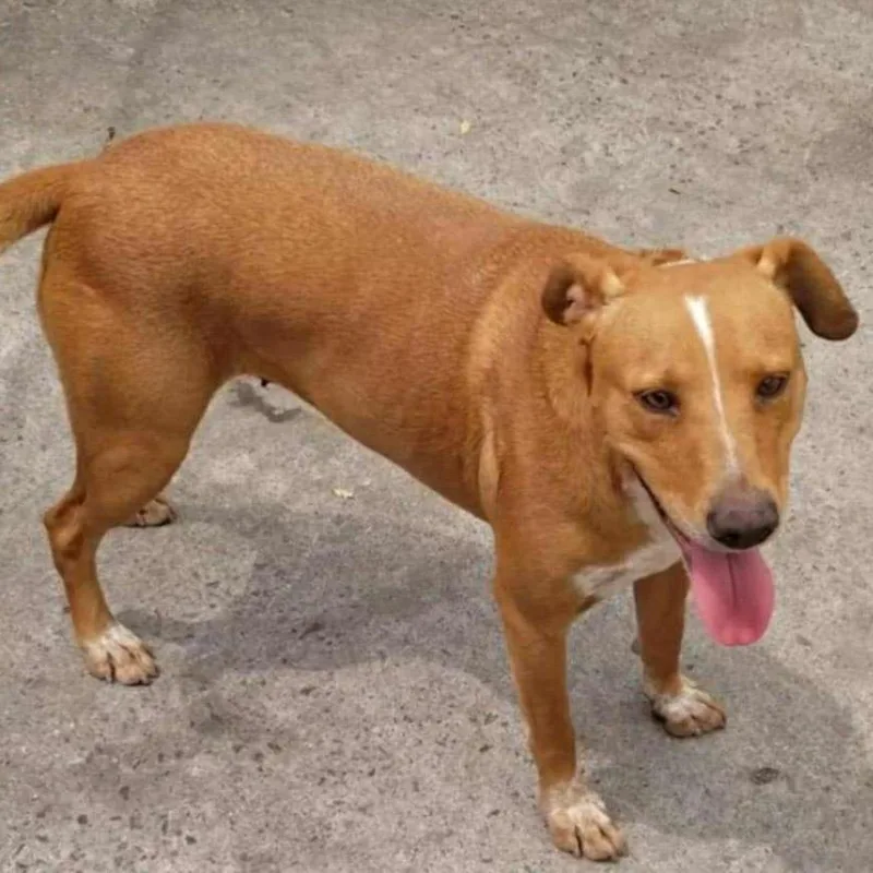 Josefina thumbnail 2