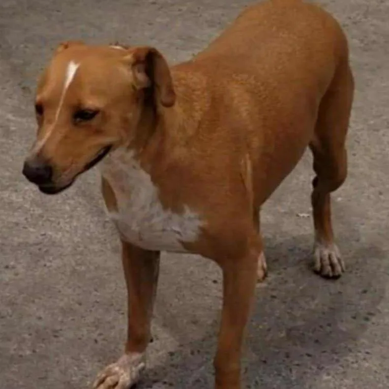 Josefina thumbnail 3